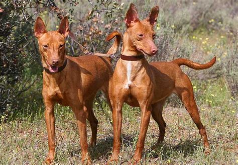 podencos portugueses medianos|podenco peru.